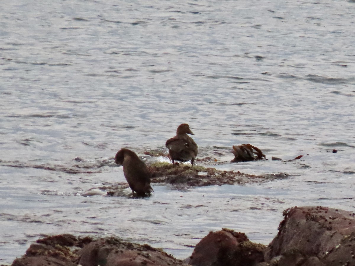 ærfugl - ML644721187