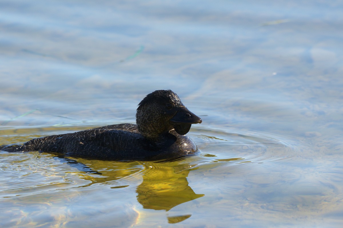 pungand - ML644721188