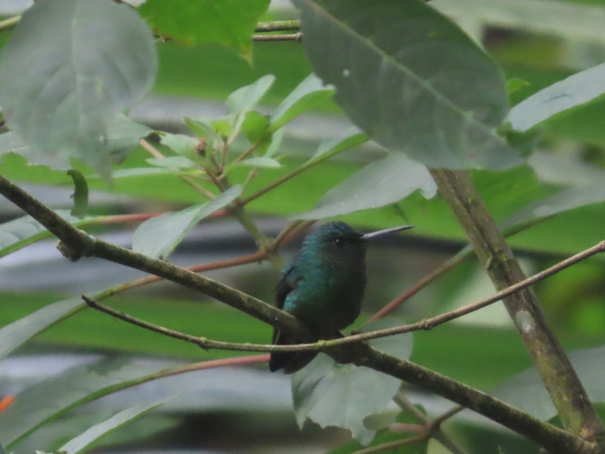 Steely-vented Hummingbird - ML644721189