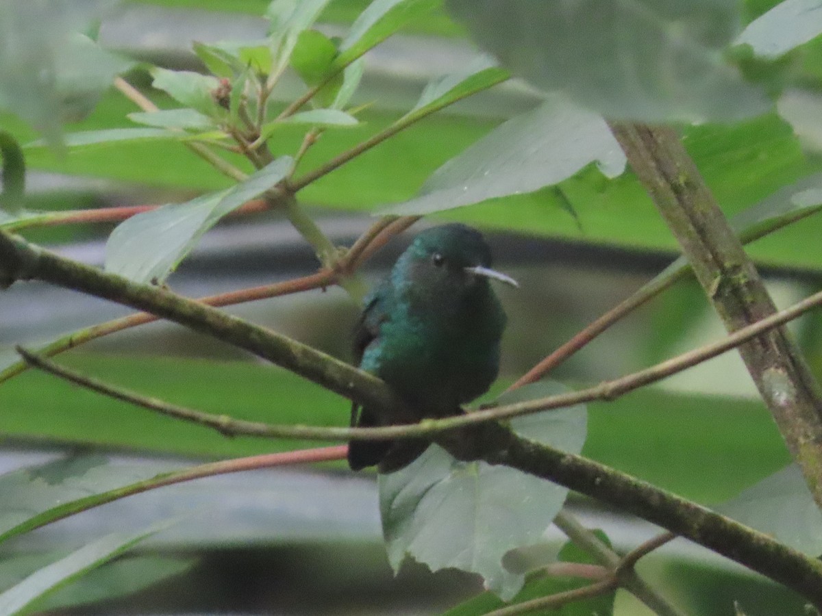 Steely-vented Hummingbird - ML644721190