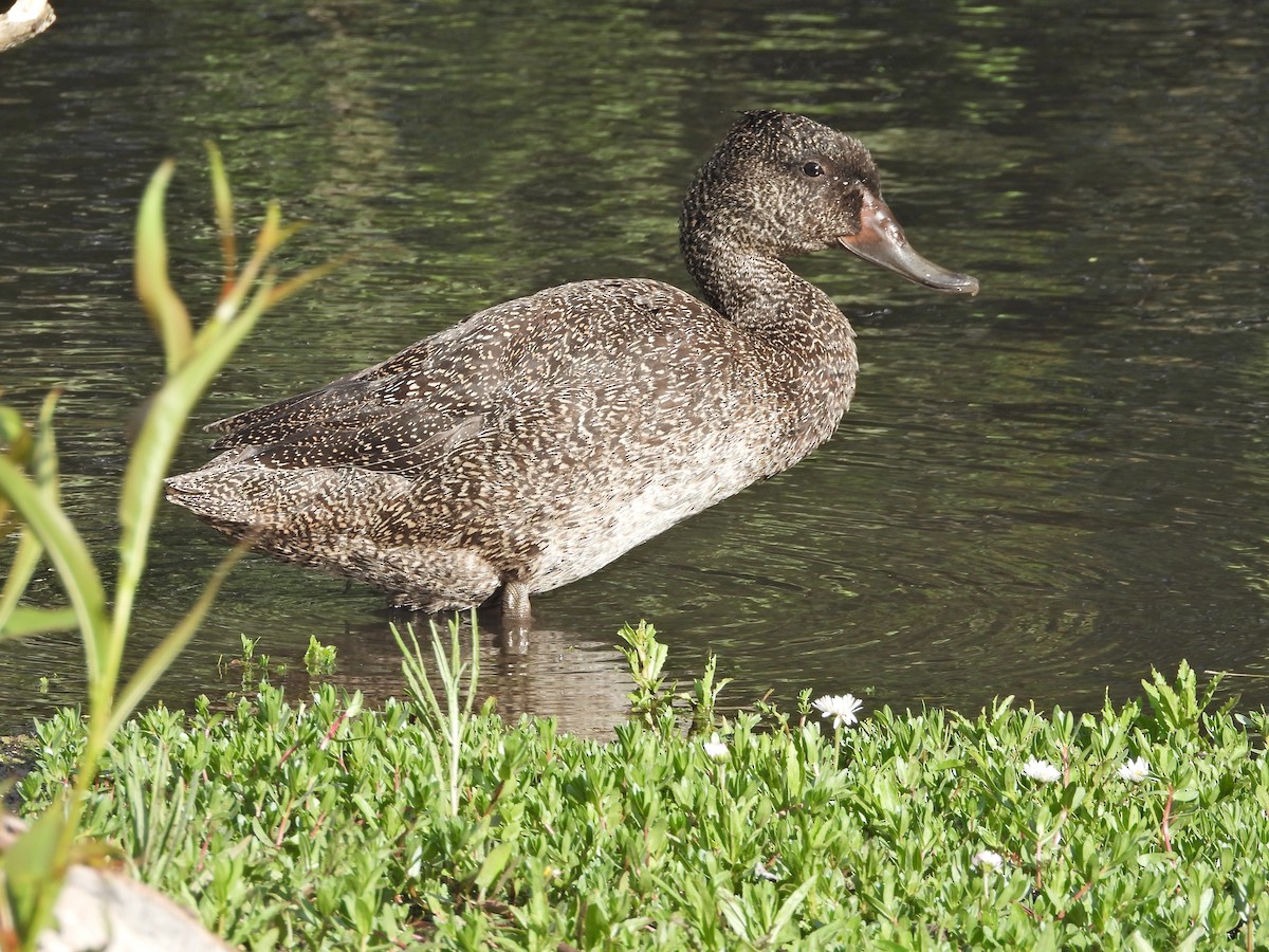 fregneand - ML644721192