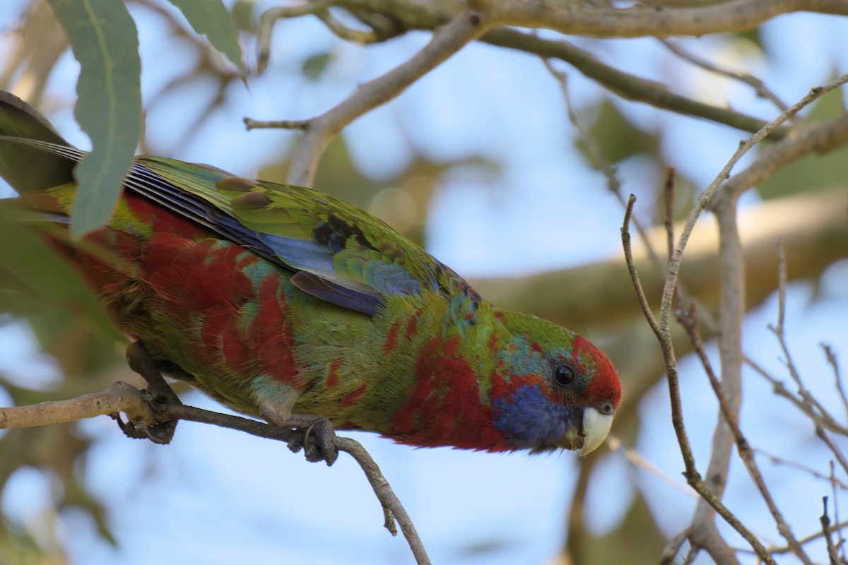 rødrosella - ML644721193