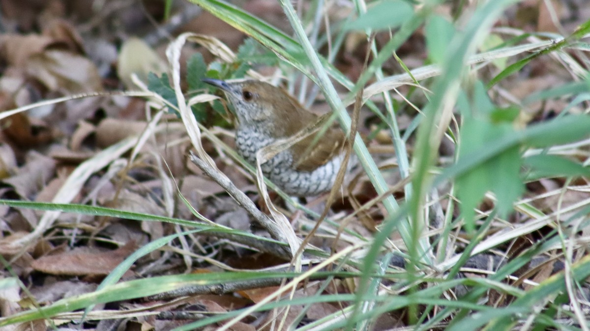 sebrasmettsanger - ML644721200