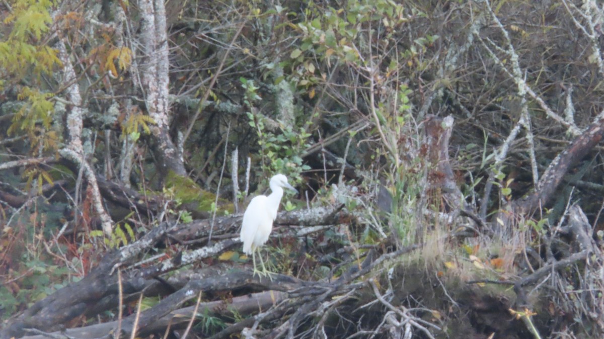 Little Blue Heron - ML644721213