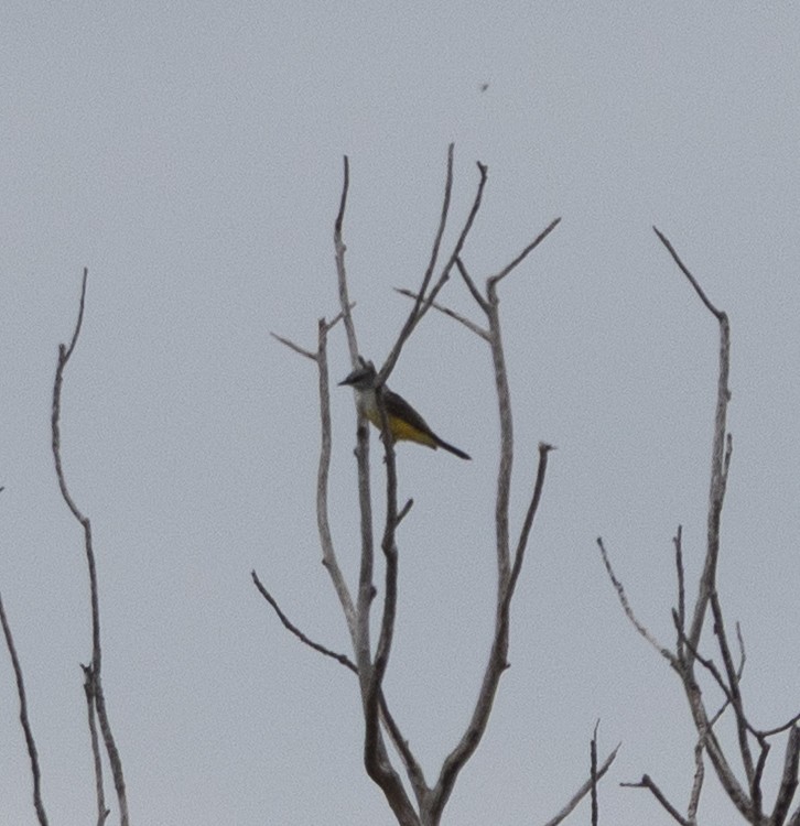 Western Kingbird - ML644721214