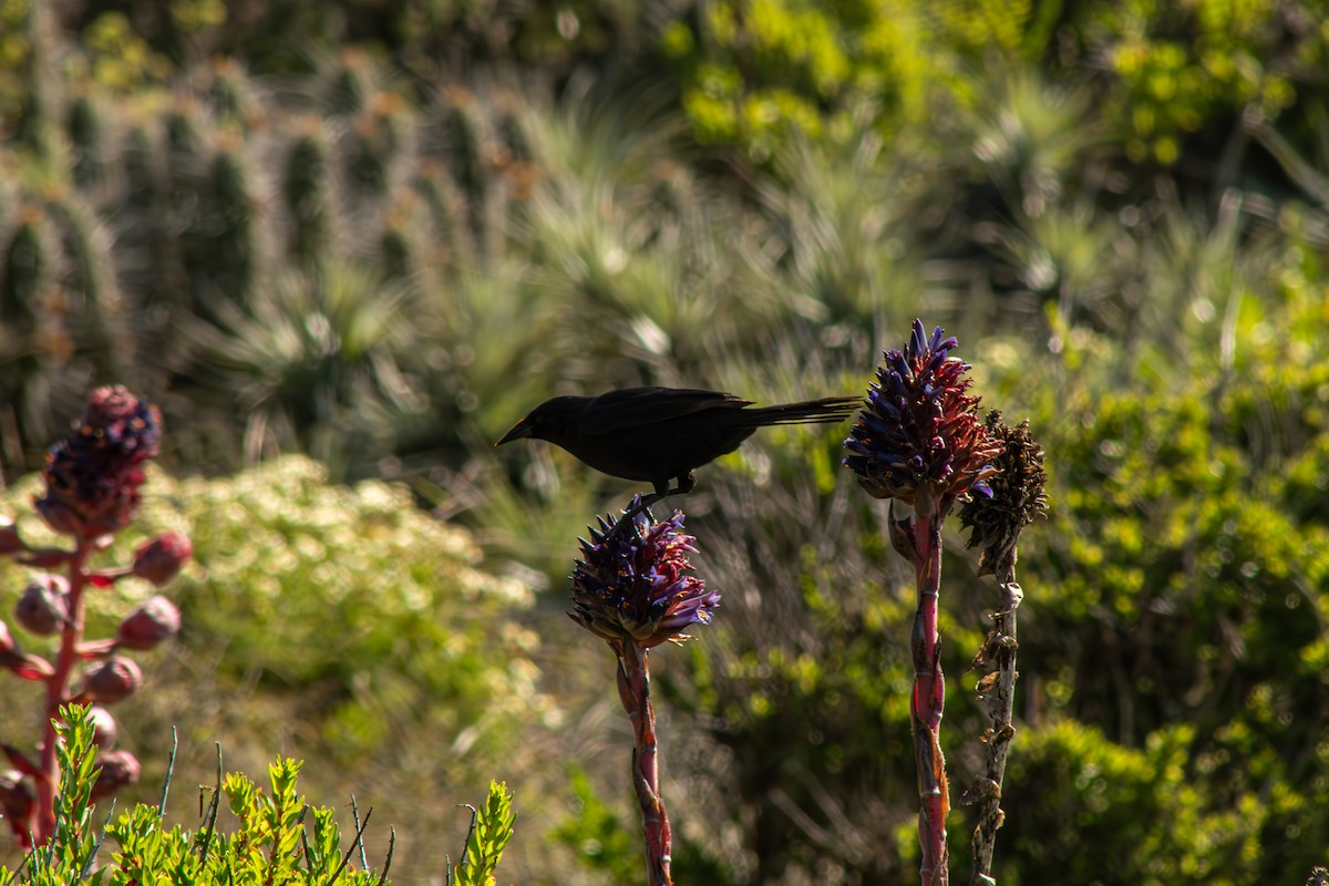 Austral Blackbird - ML644721219