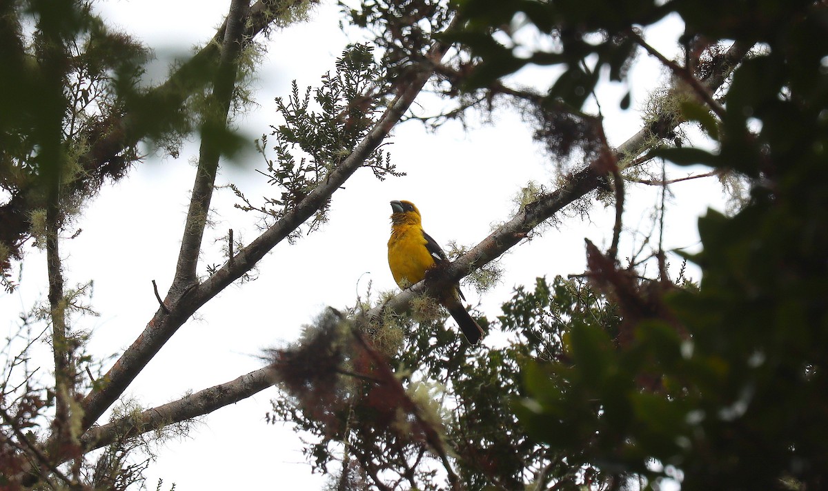 Black-thighed Grosbeak - ML644721231