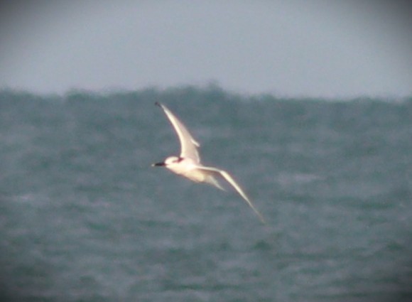 Sandwich Tern - ML644721232