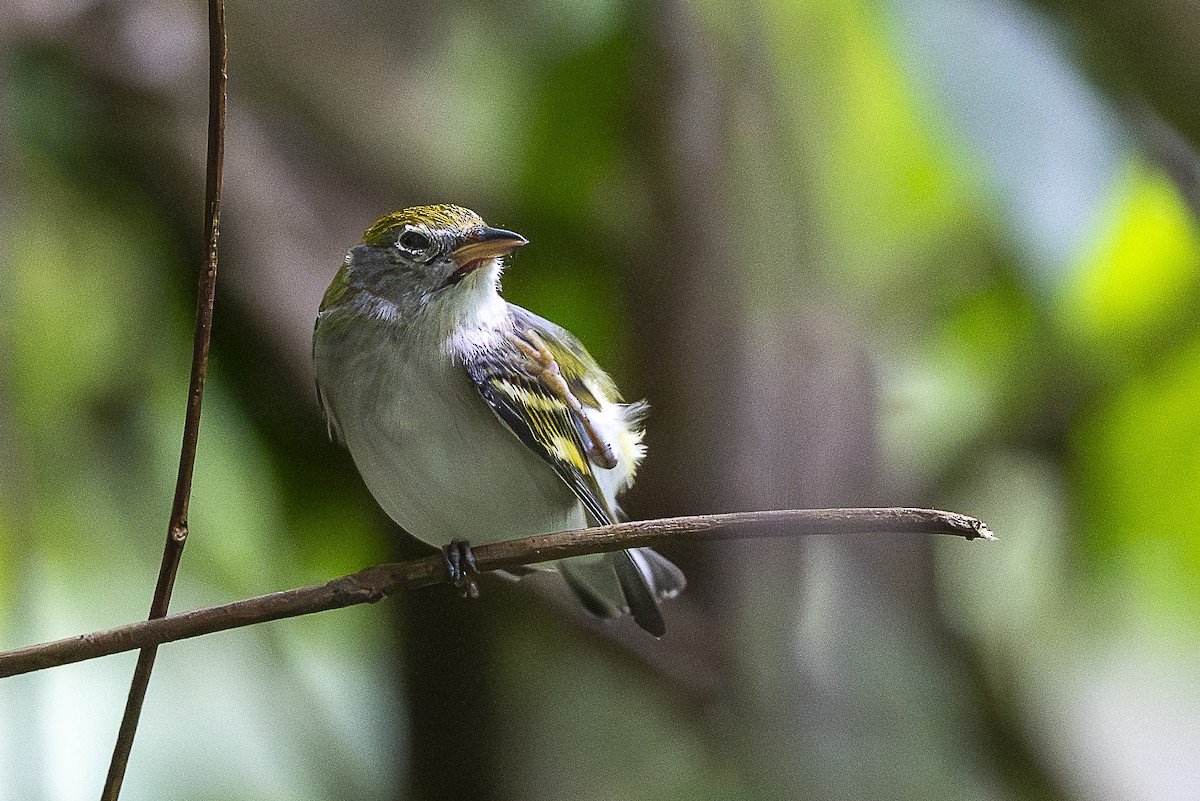 Chestnut-sided Warbler - ML644721233