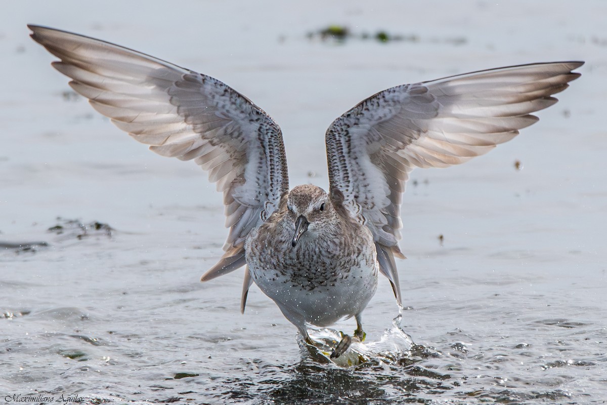 Bécasseau maubèche - ML644721235