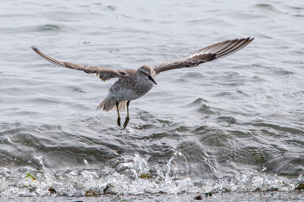 Bécasseau maubèche - ML644721236