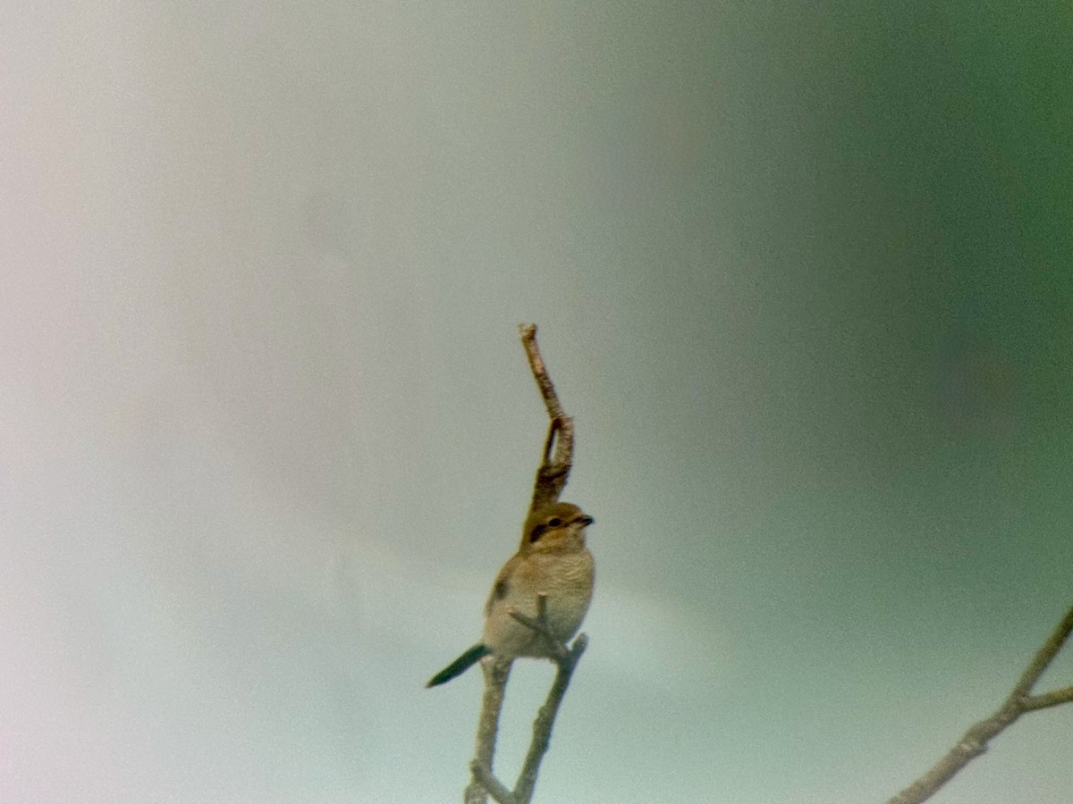 Northern Shrike - ML644721249