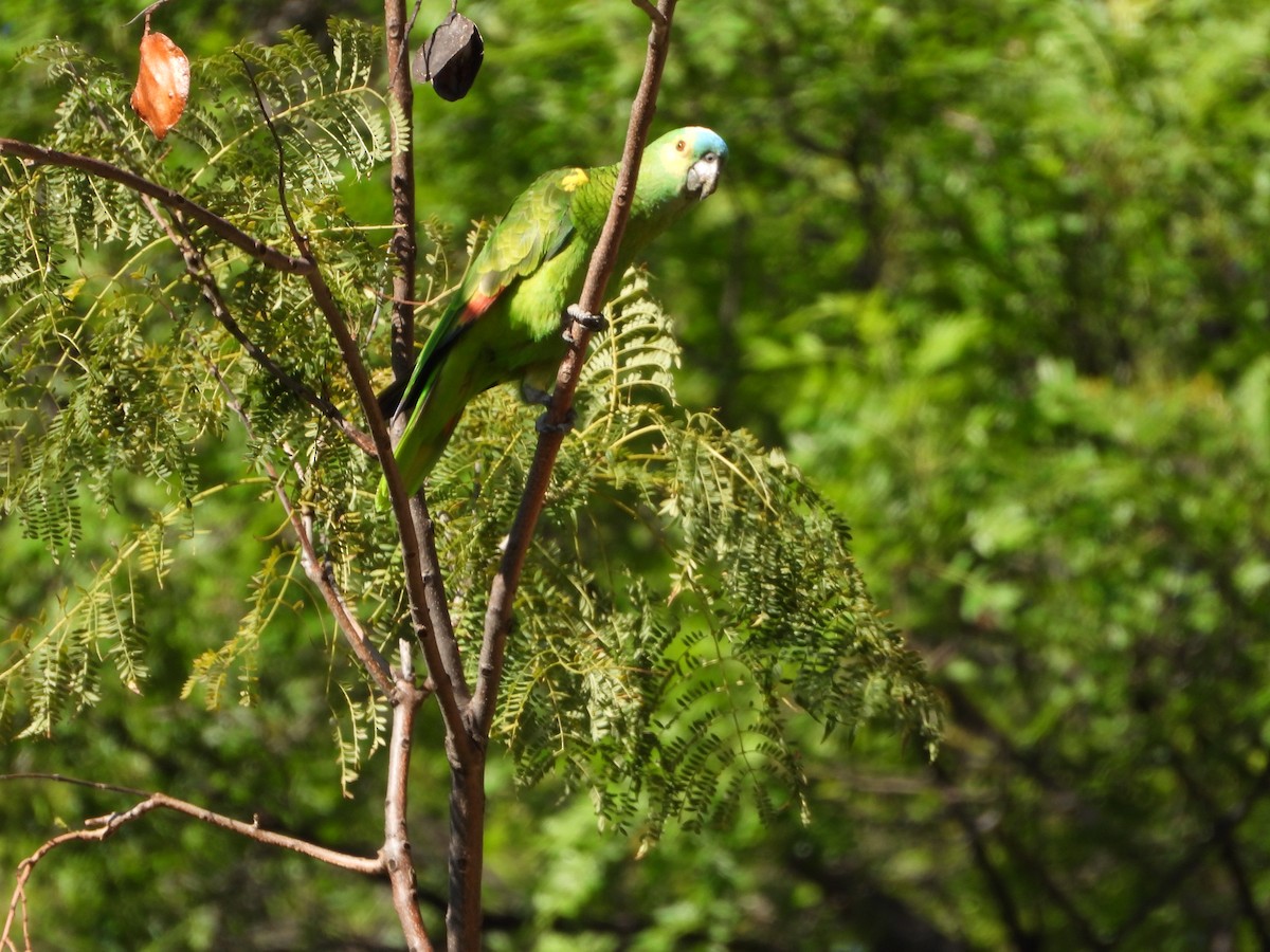 Amazona Frentiazul - ML644721263
