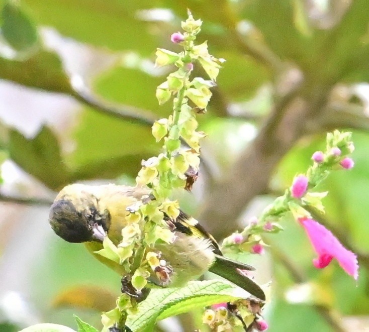 hettesisik - ML644721274