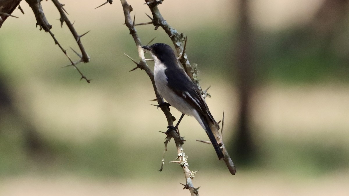 Fiscal Flycatcher - ML644721280