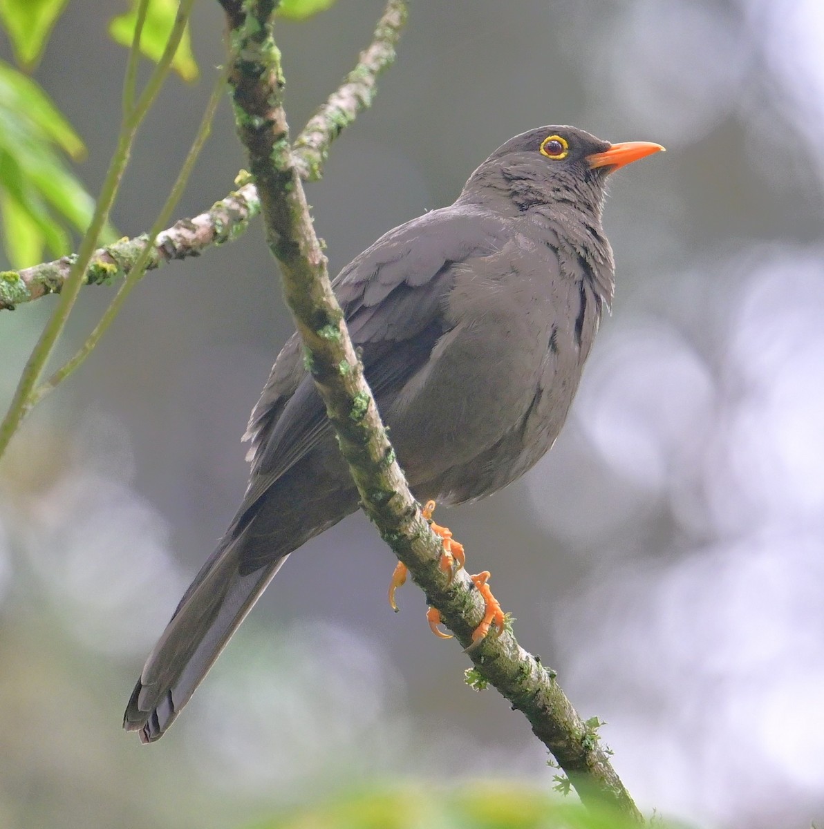 Great Thrush - ML644721294