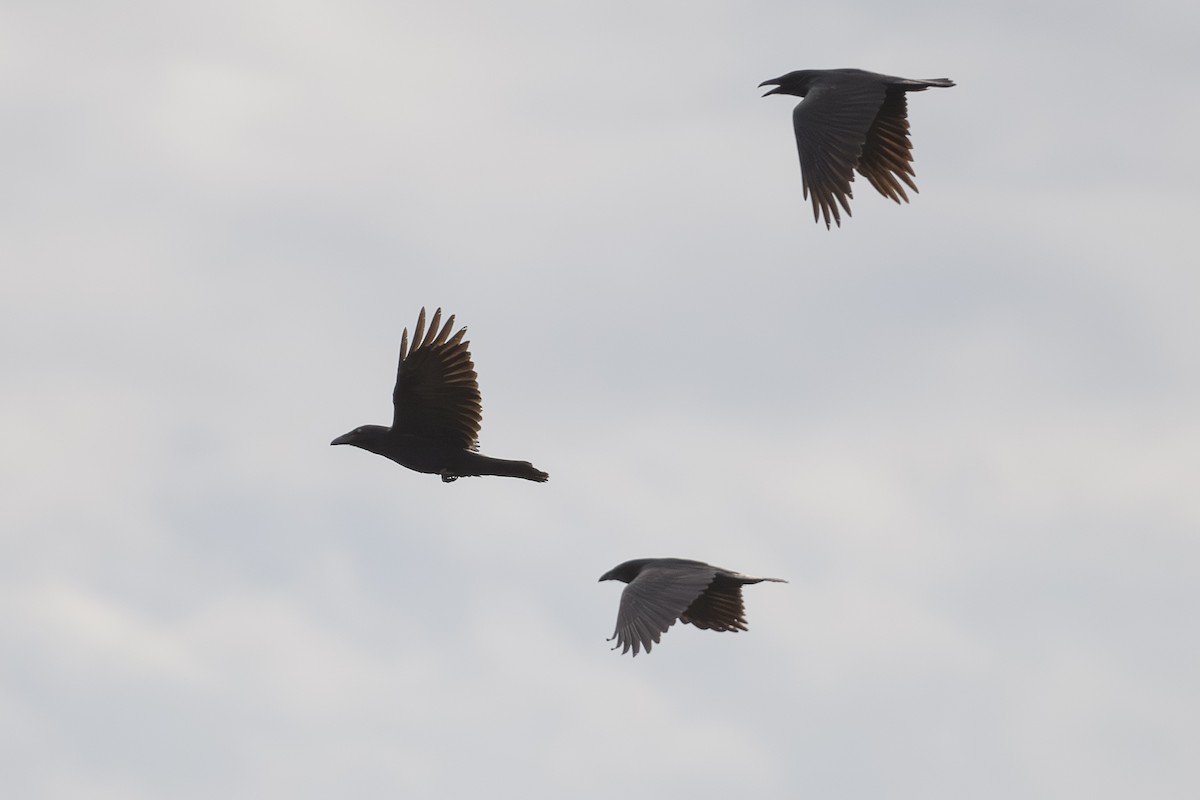 krkavec velký - ML644721295