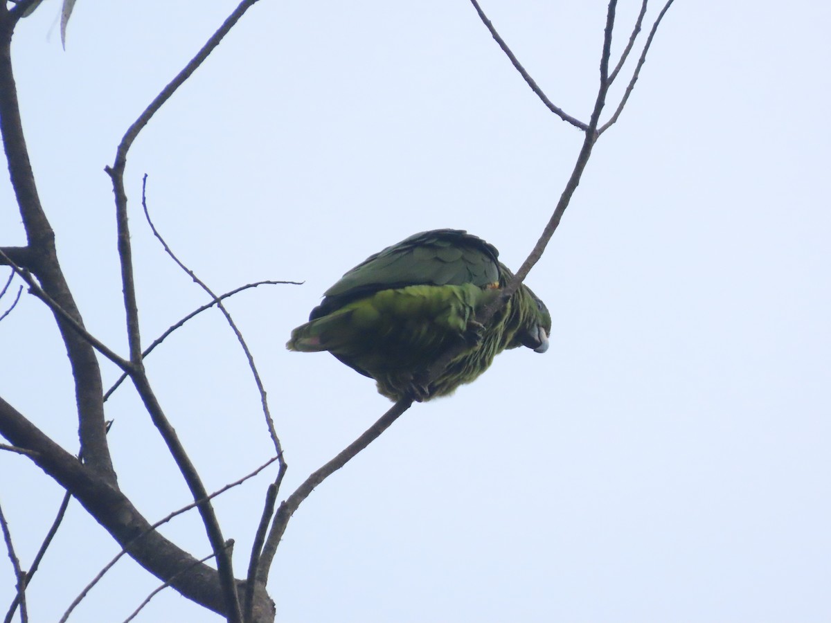 Soldatenamazone - ML644721300