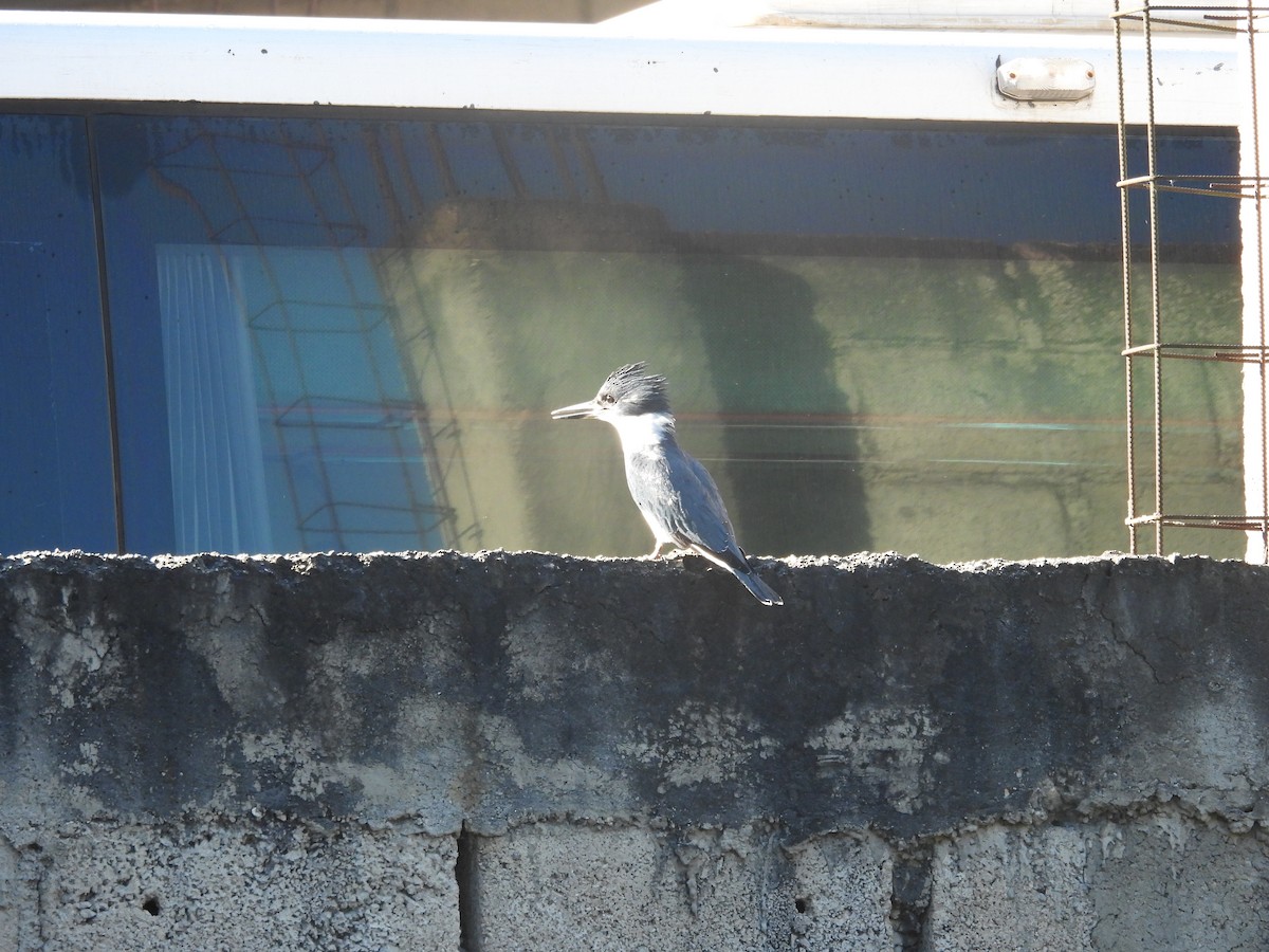 שלדג אמריקני - ML644721302