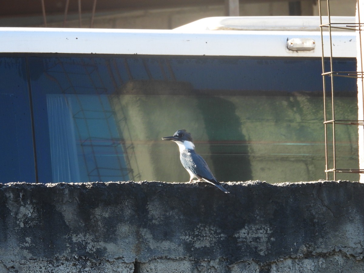 שלדג אמריקני - ML644721303