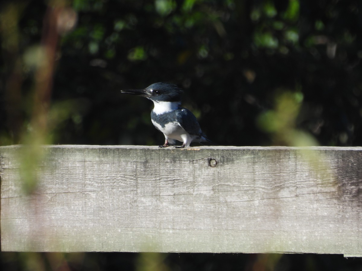 שלדג אמריקני - ML644721304