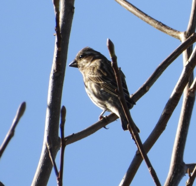 Purple Finch - ML644721305