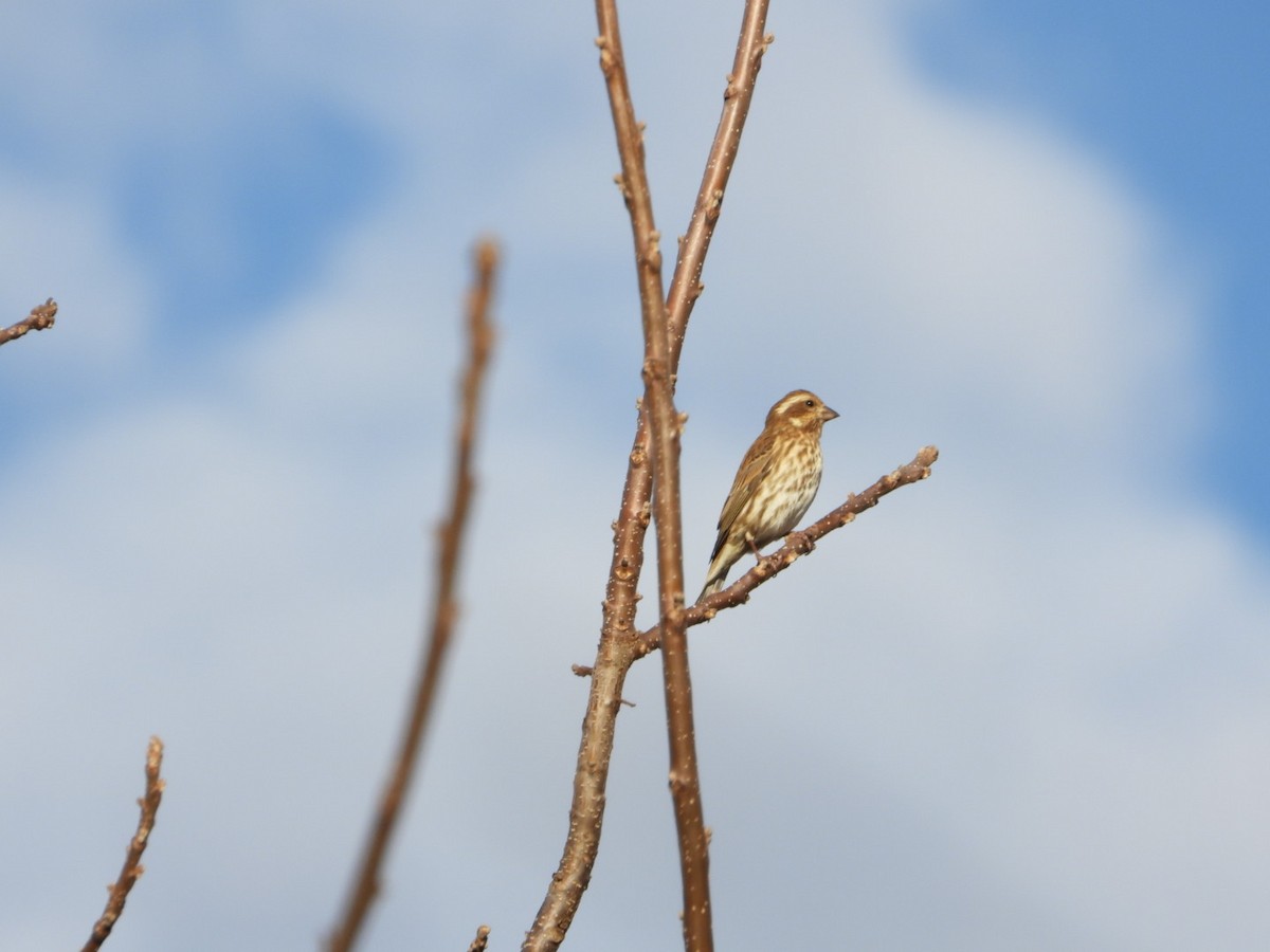 Purple Finch - ML644721306