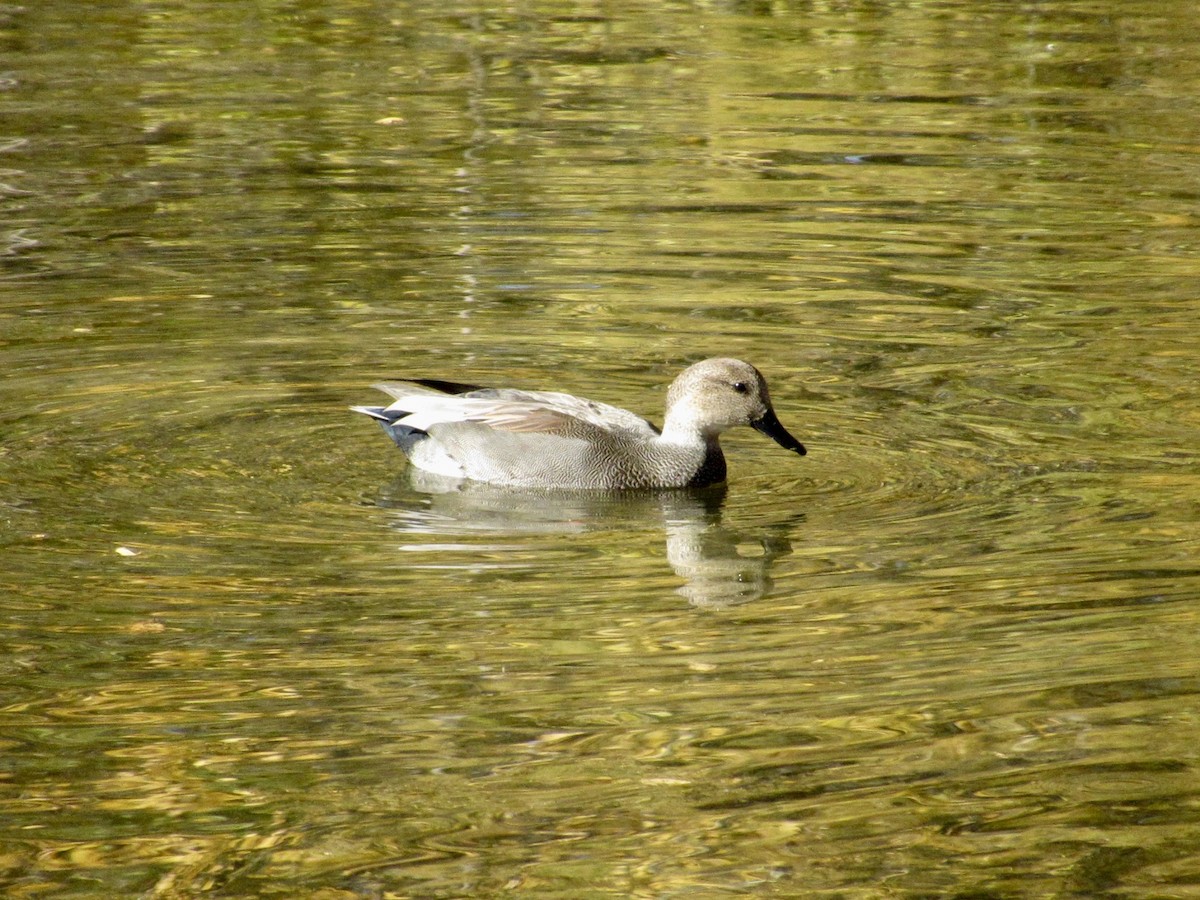 Schnatterente - ML644721309