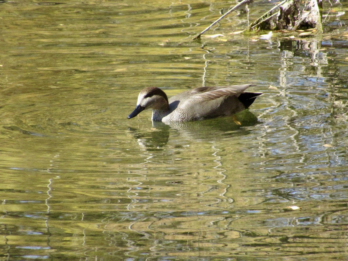 Schnatterente - ML644721310