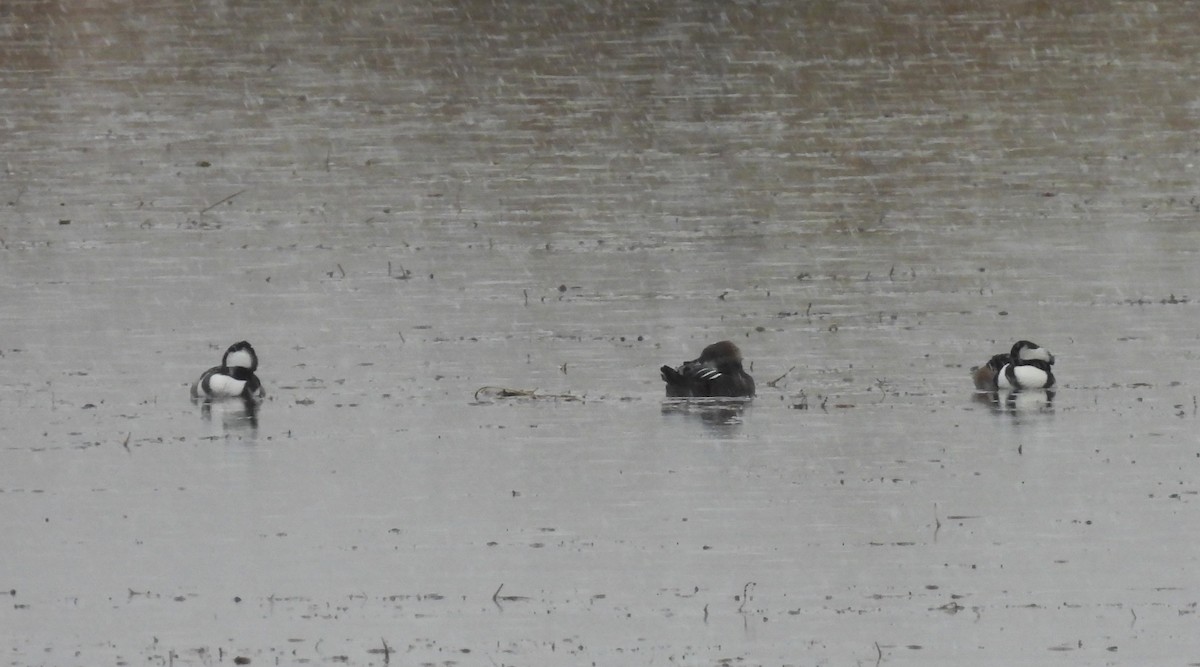 Kappensäger - ML644721312