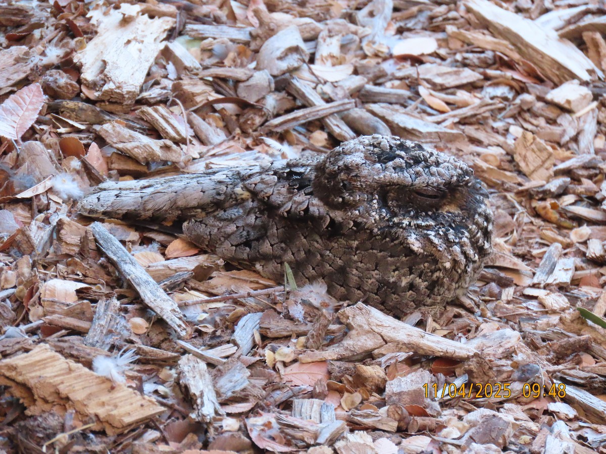 Common Poorwill - ML644721313