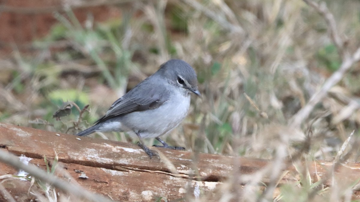 Hartlaubschnäpper - ML644721314