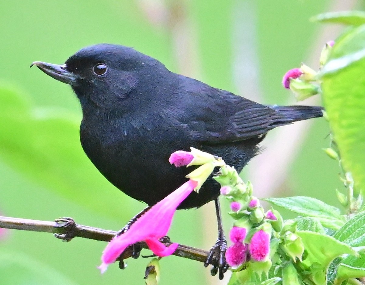 Schwarzhakenschnabel - ML644721315