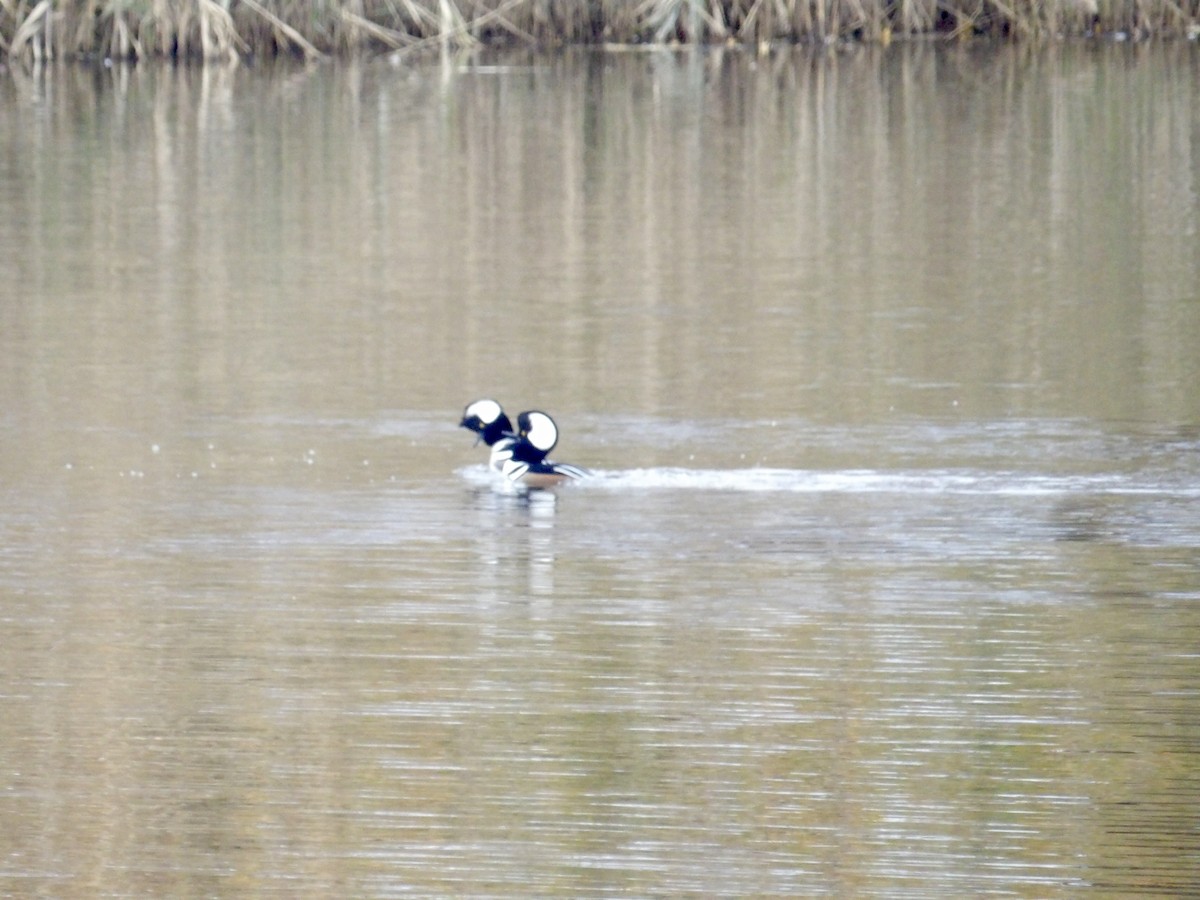 Kappensäger - ML644721316