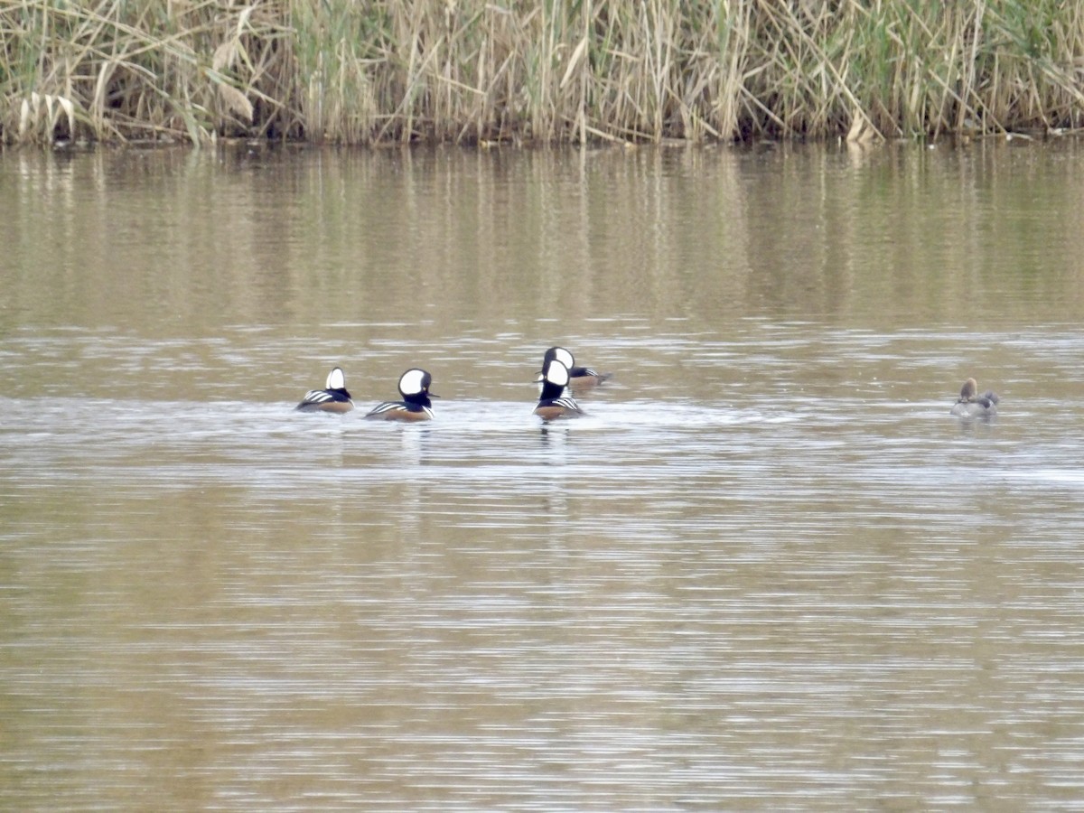 Kappensäger - ML644721318