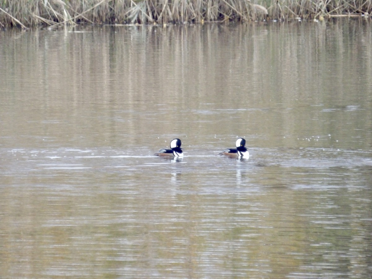 Kappensäger - ML644721321