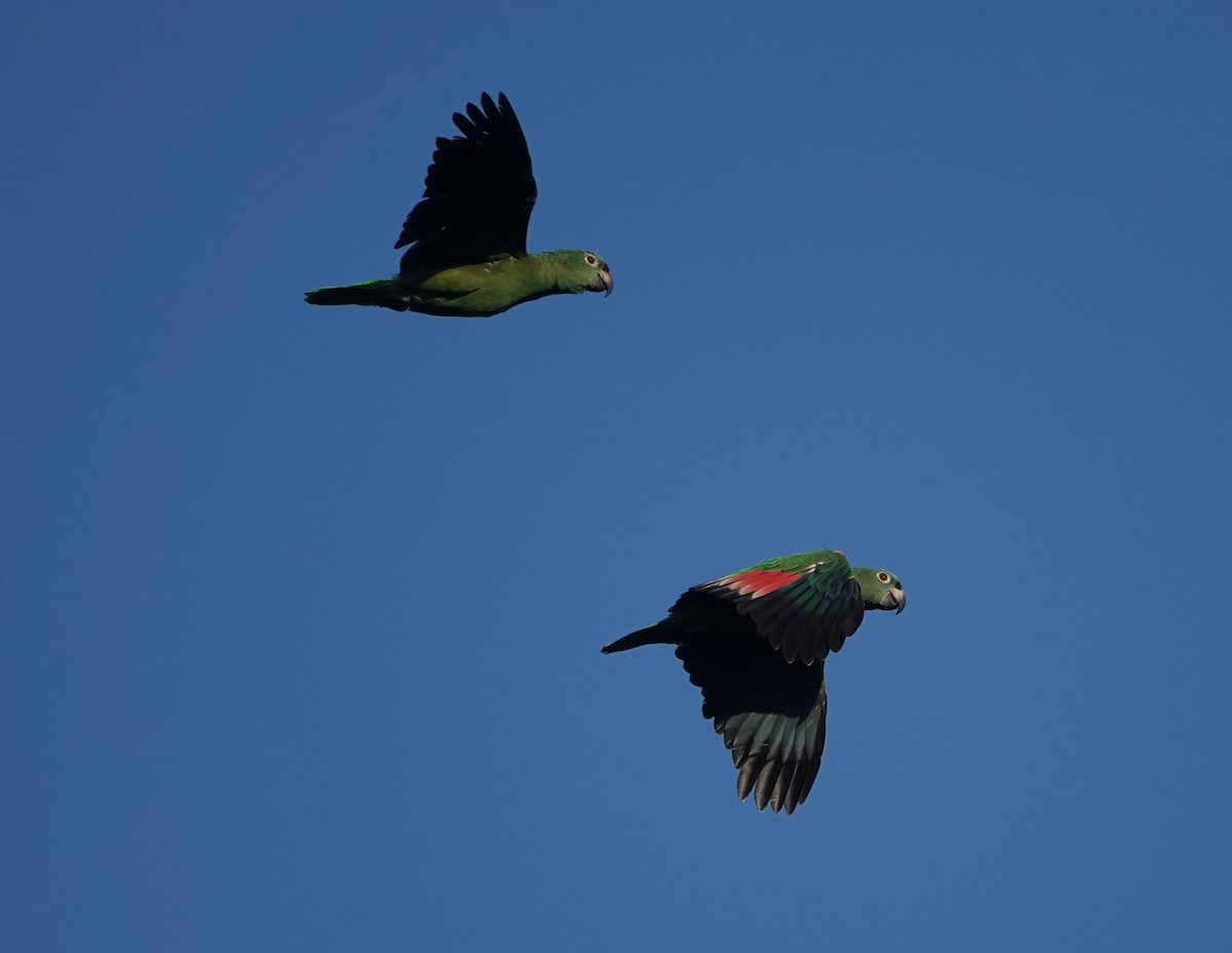 Mülleramazone - ML644721323