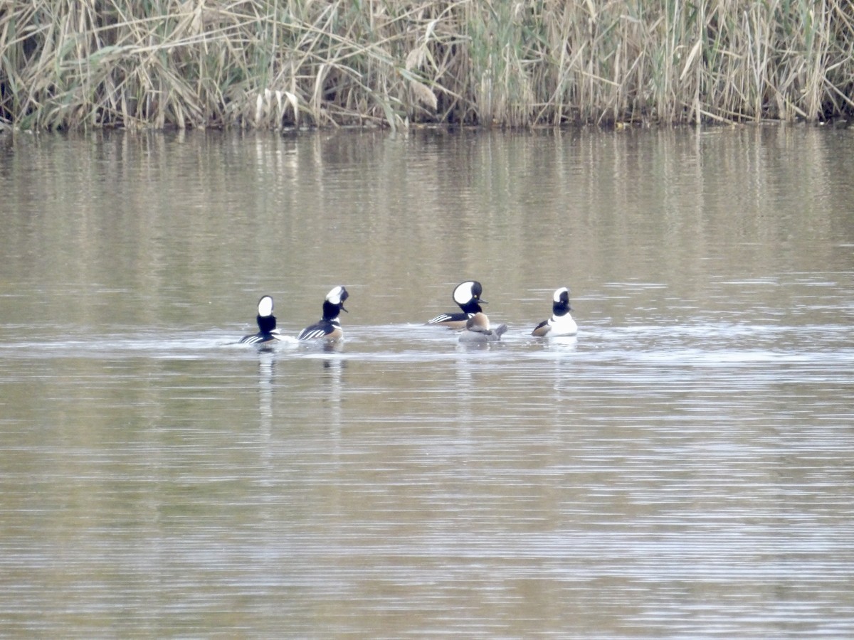 Kappensäger - ML644721324