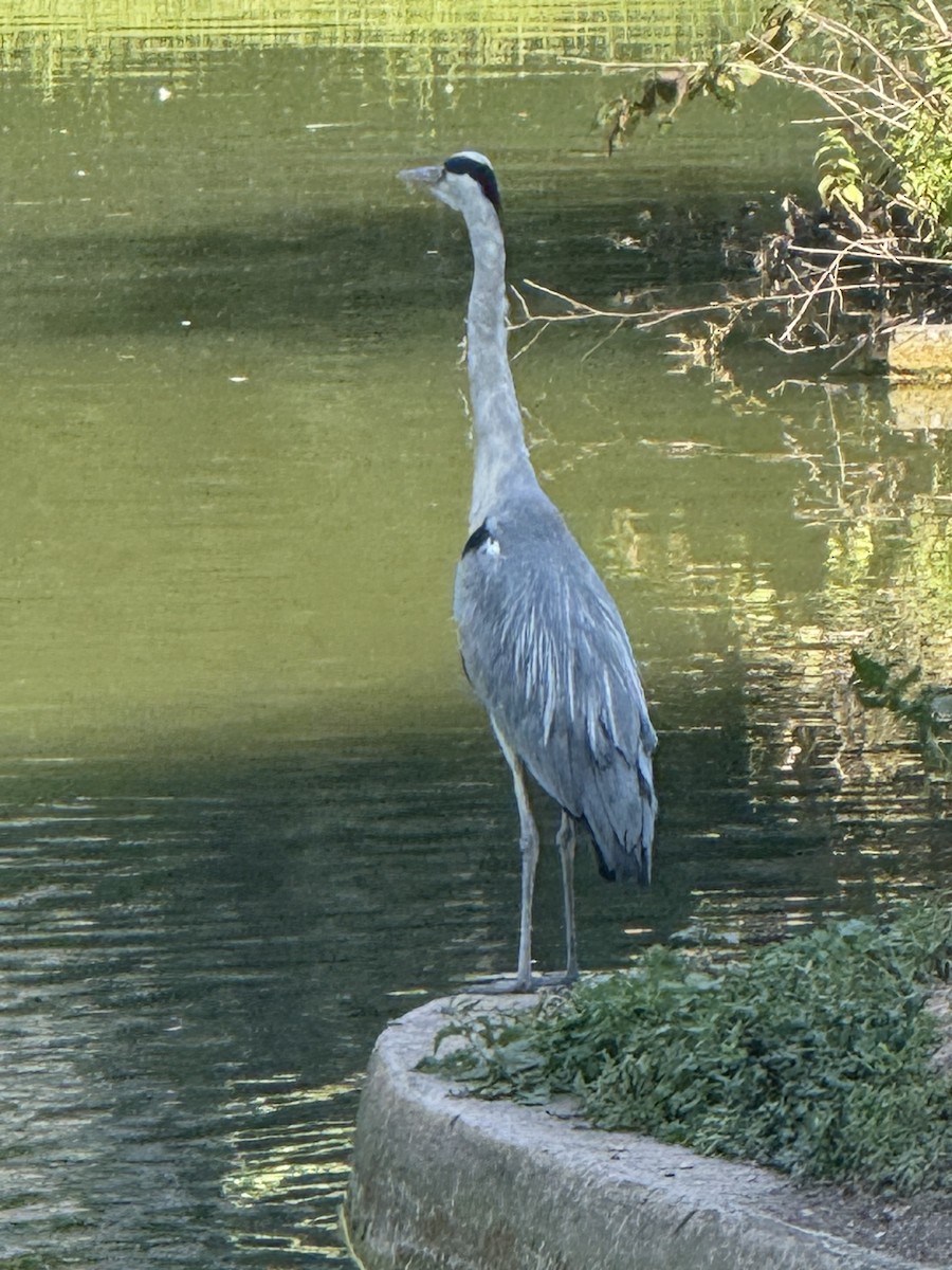 Graureiher - ML644721325