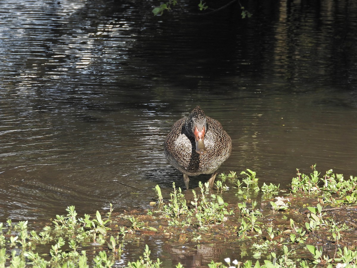 Affengans - ML644721326