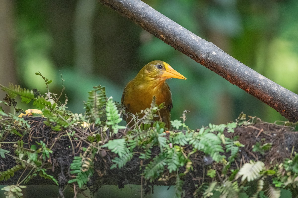 Breithauben-Stirnvogel - ML644721327