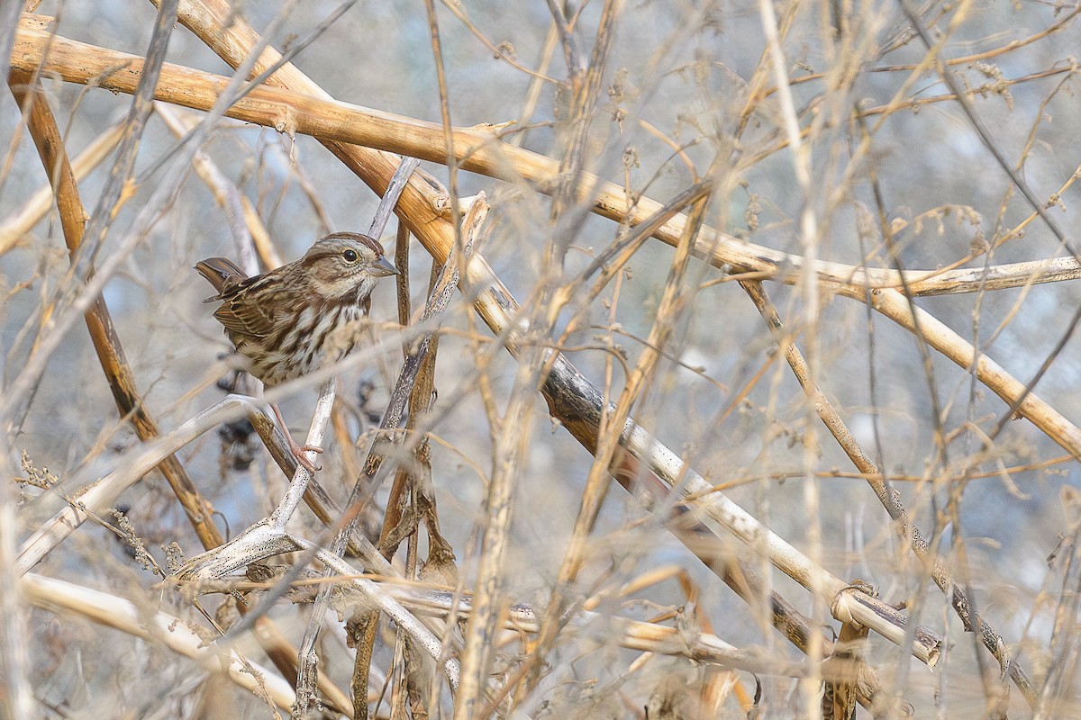 Singammer - ML644721328