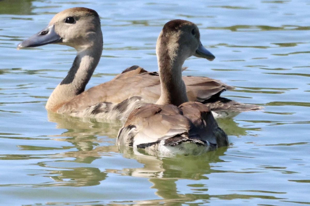 Rotschnabel-Pfeifgans - ML644721329