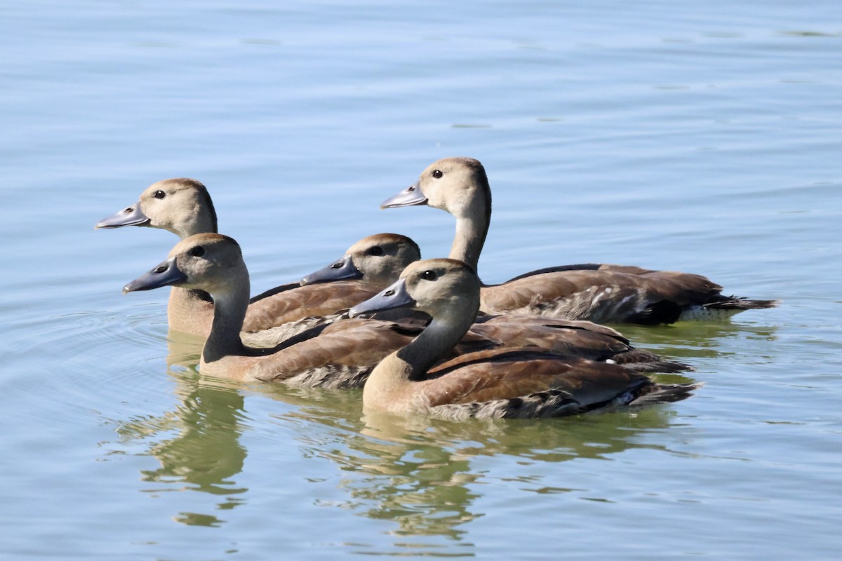 Rotschnabel-Pfeifgans - ML644721330