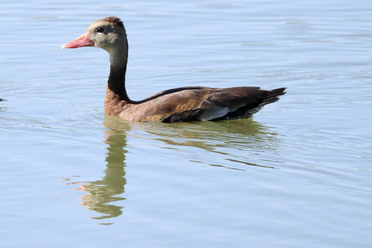 Rotschnabel-Pfeifgans - ML644721331