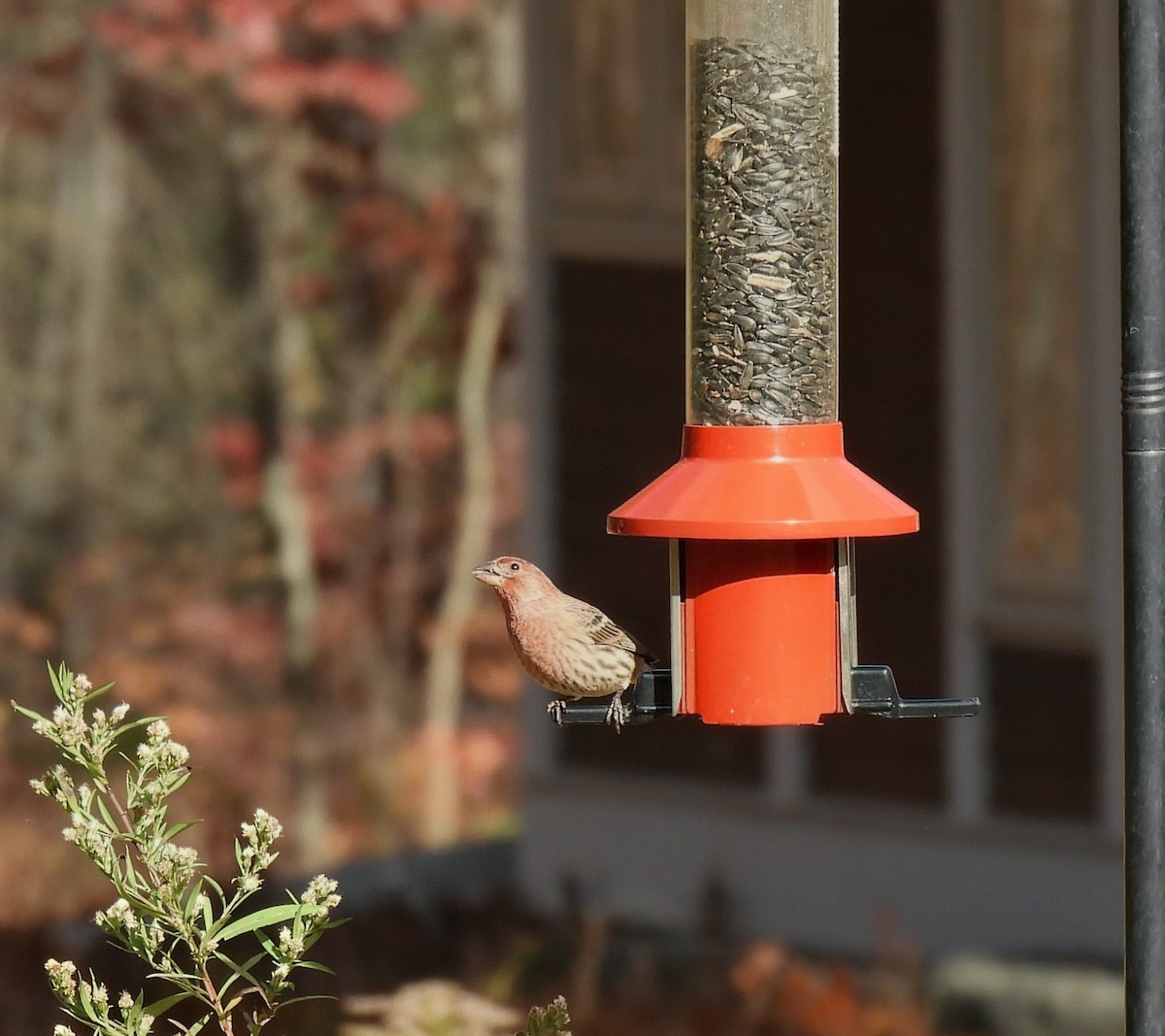 Hausgimpel - ML644721332