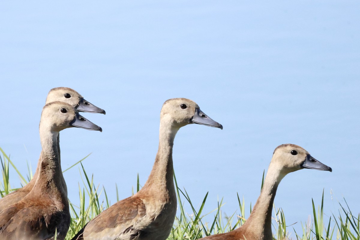 Rotschnabel-Pfeifgans - ML644721333