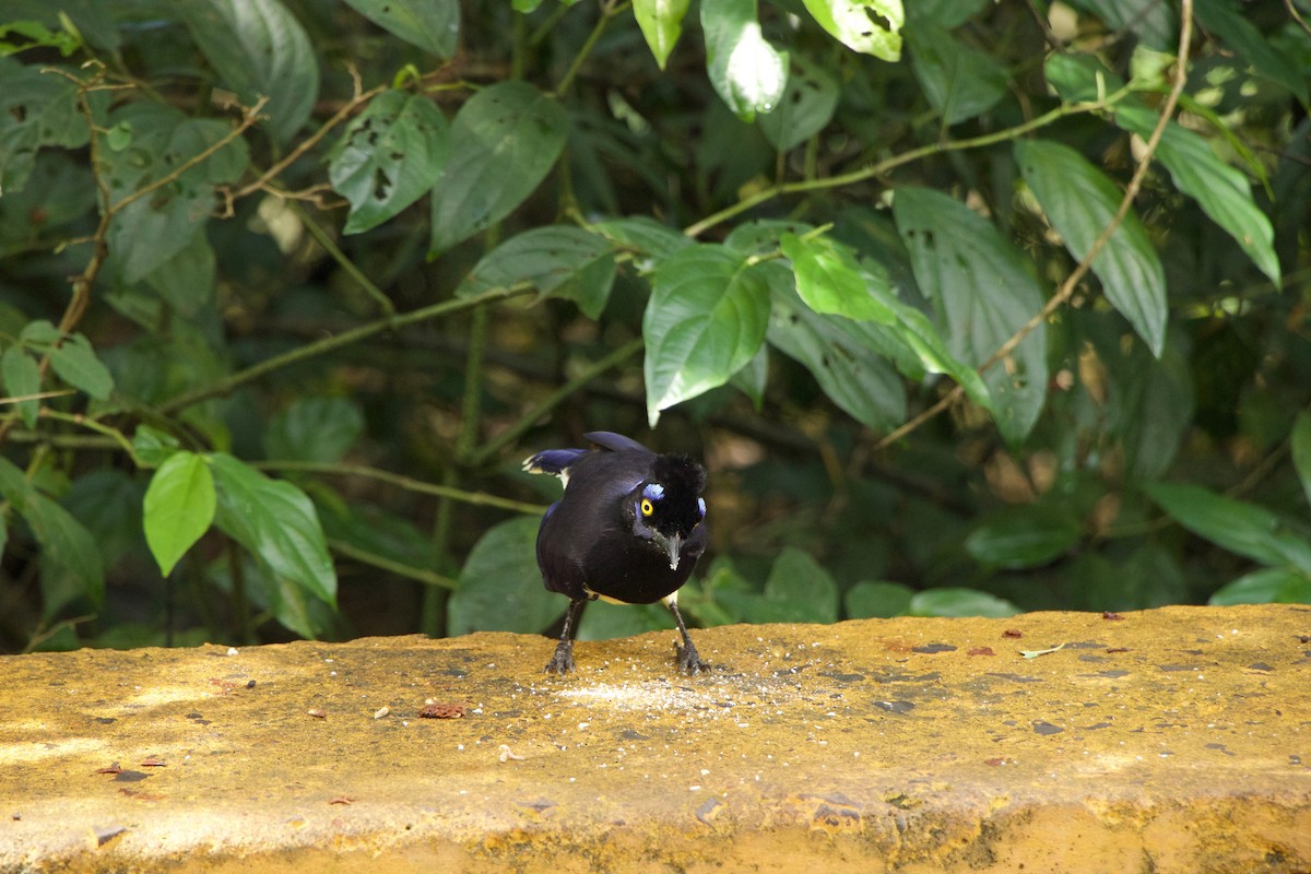 Kappenblaurabe - ML644721334