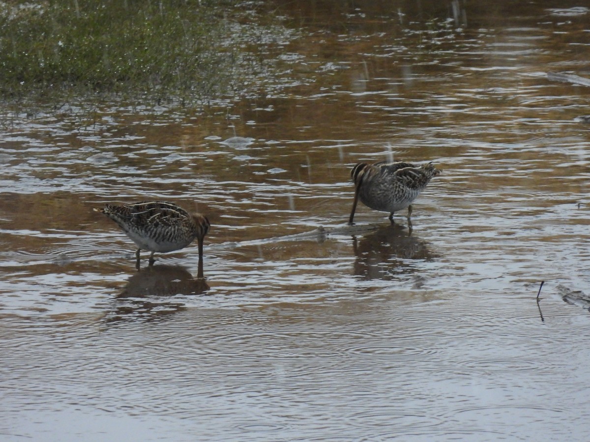 Wilsonbekassine - ML644721335