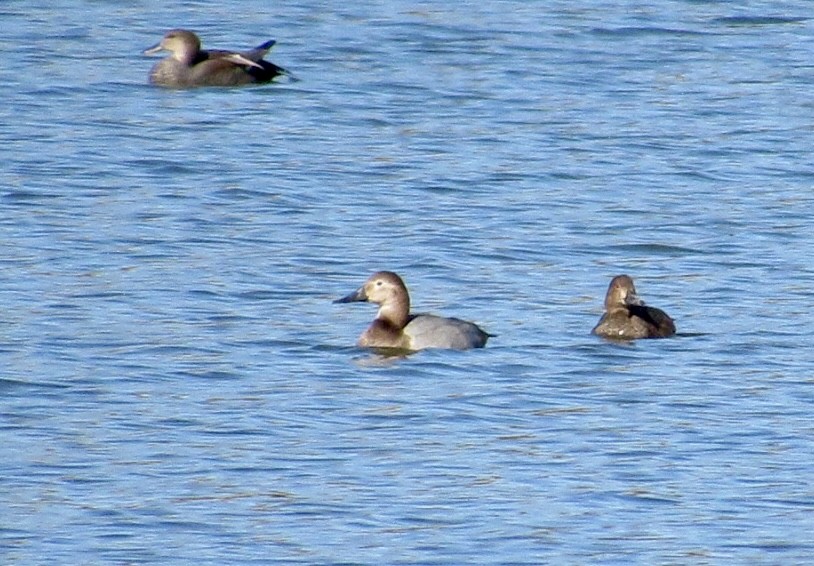 Riesentafelente - ML644721336